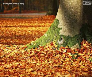 Puzzle Φθινόπωρο φύλλα στο έδαφος